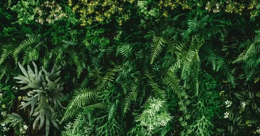 Dense green foliage wall with ferns and small yellow flowers