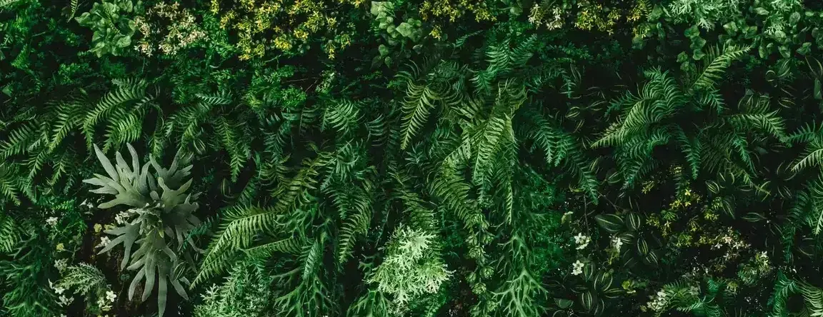 Lush vertical garden of ferns and greenery with tiny blooms